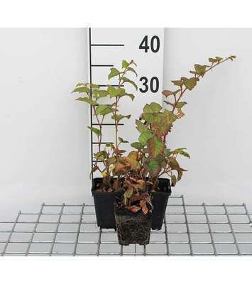 Rubus tricolor