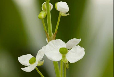 Sagittaria graminea