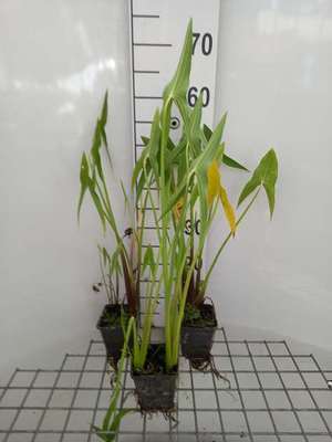 Sagittaria latifolia