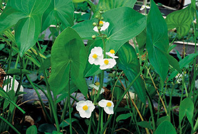 Sagittaria latifolia