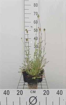 Sanguisorba minor