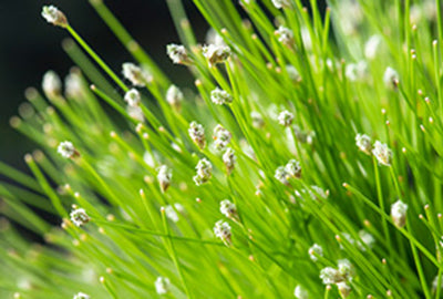 Scirpus cernuus (= isolepis cernua)