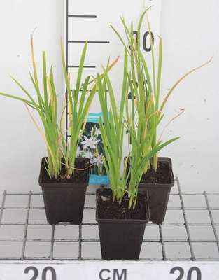 Schizostylis cocc. 'Alba'