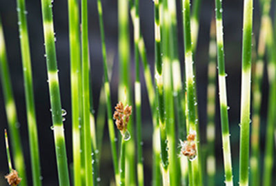 Scirpus tabern. 'Zebrinus' (= schoenoplectus)