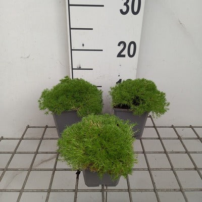 Scleranthus uniflorus