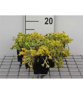 Sedum acre
