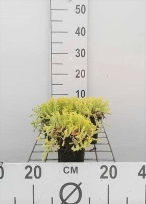 Sedum acre 'Elegans'