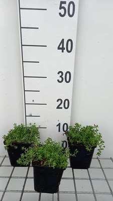 Sedum album