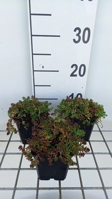 Sedum album 'Murale'