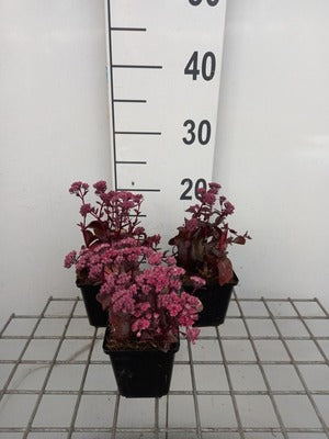 Sedum hybr. 'Dark Magic'