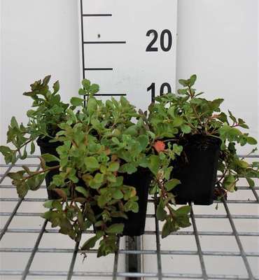 Sedum spur. 'Purpurteppich'