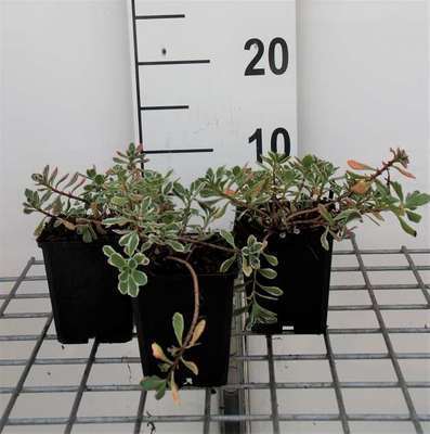 Sedum spur. 'Variegatum'