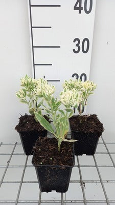 Sedum hybr. 'Frosty Morn'