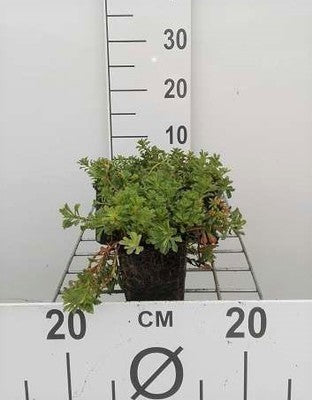 Sedum flor. 'Weihenstephaner Gold'