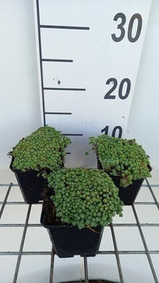 Sedum hispanicum (= 'Glaucum')