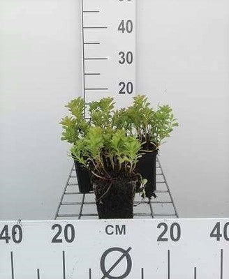 Sedum kamtschaticum