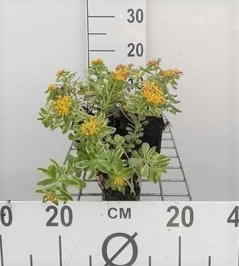 Sedum kamt. 'Variegatum'
