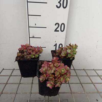 Sedum hybr. 'Sunsparkler Lime Zinger'®