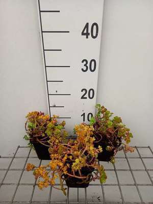 Sedum 'Makinoi'