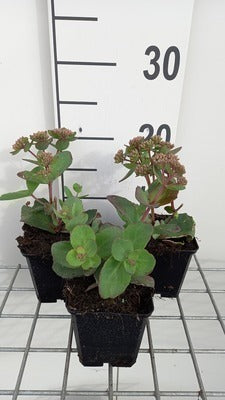 Sedum hybr. 'Matrona'