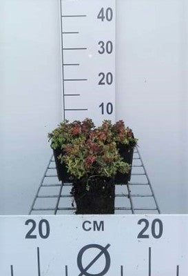 Sedum oreganum