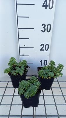 Sedum pachyclados