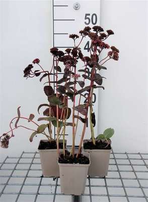 Sedum hybr. 'Purple Emperor'