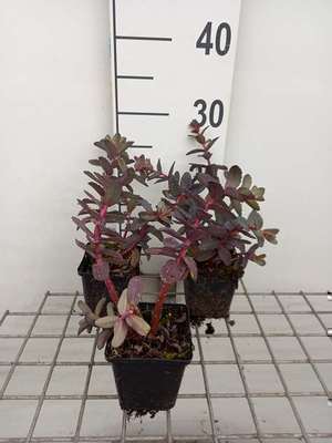Sedum hybr. 'Picolette'®