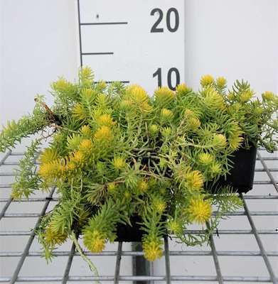 Sedum refl. 'Angelina'