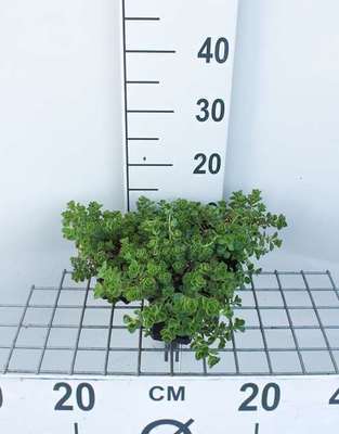 Sedum spur. 'Album Superbum'