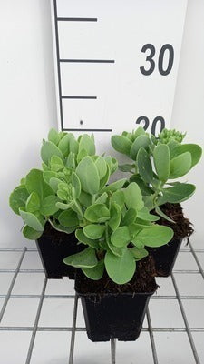 Sedum spect. 'Brillant'