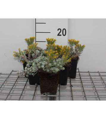 Sedum spath. 'Cape Blanco'