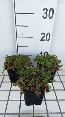 Sedum sexangulare