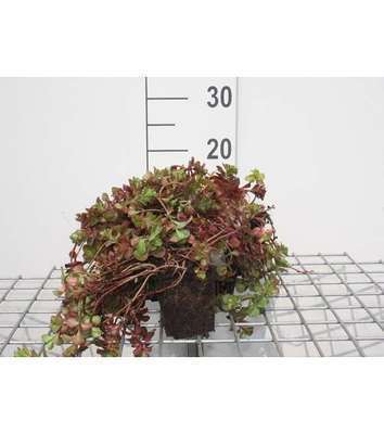 Sedum spur. 'Fuldaglut'