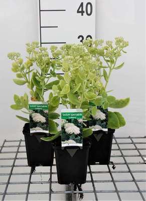 Sedum spect. 'Iceberg'