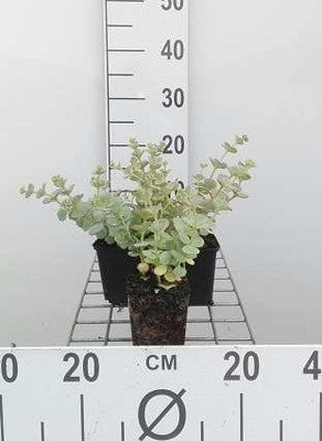Sedum sieboldii