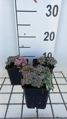 Sedum sieb. 'Mediovariegatum'
