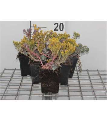 Sedum spath. 'Purpureum'