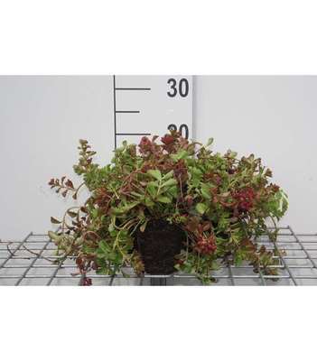 Sedum spur. 'Schorbuser Blut' (= 'dragons blood')
