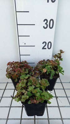Sedum spur. 'Splendens' (= 'coccineum')