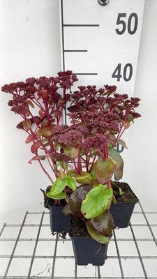 Sedum tel. 'Karfunkelstein'