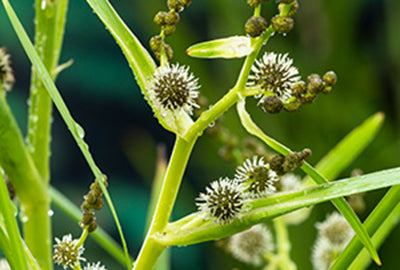 Sparganium erectum