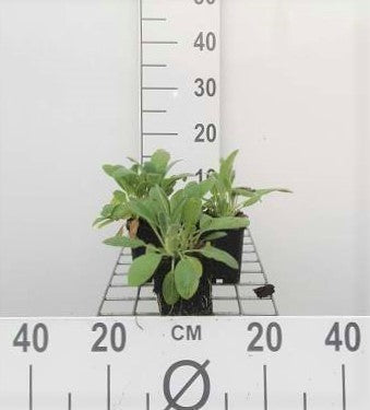 Stachys byzantina (=lanata/olympica)