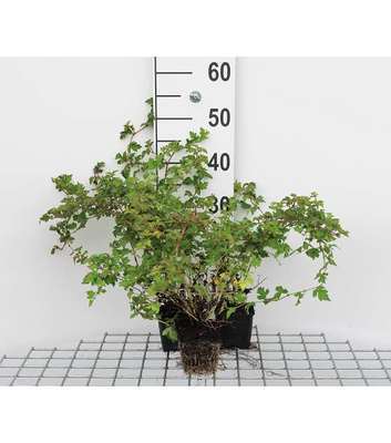 Stephanandra inc. 'Crispa'