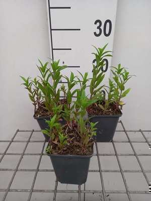 Stachys palustris