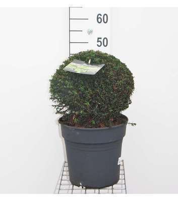 Taxus baccata