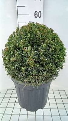 Taxus baccata