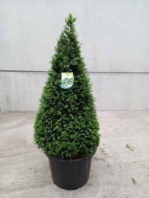 Taxus baccata