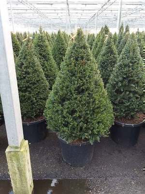 Taxus baccata