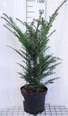 Taxus baccata